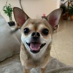 Coco Romero - @coqui_huahua - Instagram