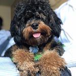 Coco Ross - @coco_bernedoodle - Instagram