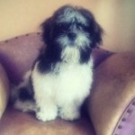 Coco de Sanders - @cocodesanders - Instagram