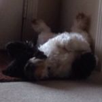 Coco Sanders - @down_in_cocomo - Instagram