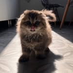 Coco - @coco.scottish.cat - Instagram