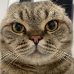 Coco - @coco_scottish_fold___ - Instagram