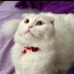 COCO🥥🐾 - @coco_scottishcatt - Instagram