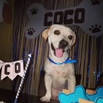 Coco Scott - @iq_coco - Instagram