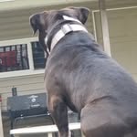 Coco Scott - @american_bully_coco_33 - Instagram