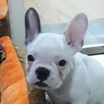 @coco.whitefrenchie - Instagram