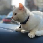 COCO 🐱💗 - @__coco_white - Instagram