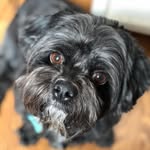 Coco The Shih Tzu - @coco____white - Instagram