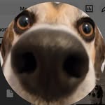 Coco White - @coco_tailsofficial - Instagram