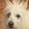cocowhitecrustydog - @cocowhitecrustydog - TikTok