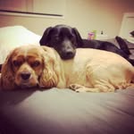 Codie Brown - @bentley_macimae_leni - Instagram