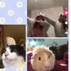 lexiwaite codie Henry  - @hdnsusb - TikTok