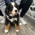 Cody Anthony - @reggiethebernesemountaindog - Instagram