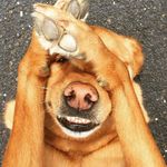 Cody 🐕 - @cody.binder - Instagram