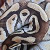 Cody Bolt - @boltsreptiles - TikTok