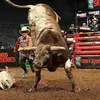 Whiskey Dillon - @cody.brannon7 - TikTok