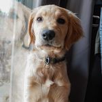 Cody Bruce - @cutenesswithcody - Instagram