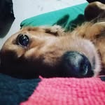 cody cao - @cody_cao_la_salsiccia - Instagram