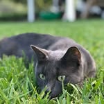 @codycatofficial - Instagram