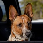 Cody | The Red Heeler - @cattledog_cody - Instagram