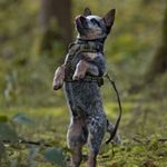 Cody Blue 💙 - @cody_the_cattledog - Instagram