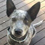 Cody Bum - @cody_cattle_dog - Instagram