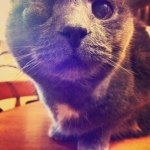 Cody Cat - @codycatt - Instagram