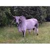 Cody Cattle Co - @codycattleco_ - TikTok
