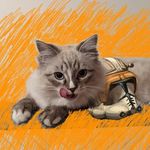 Cody - @cody_cattrooper - Instagram