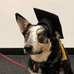 Cody The Cattle Dog - @cody.cattledog - Instagram