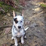 Cody The Cattle Dog 🐾 - @codycattledog - Instagram