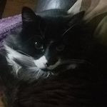 Majestic C - @cody_catticus - Instagram