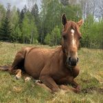 @chestnut_cody - Instagram
