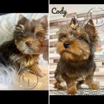 Chloe & Cody Chestnut - @chloe.and.cody - Instagram