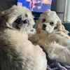 ChewyCody - @chewy.boy7codycocker1 - TikTok