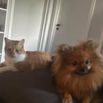 Cody & Chewie - @codychewie - Instagram