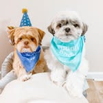 Cody and Zack - @codychews - Instagram