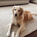 cody chew moody - @the.golden.cody - Instagram