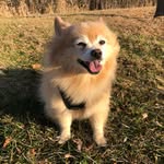 Cody Chewbarka - @cody_chewbarka - Instagram