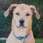 Cody Halm - @cody.chewbacca.halm - Instagram