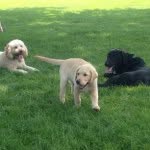 Oakley,Wally,Cody,Chewey,Louie - @the.best.5.dogs - Instagram