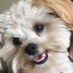 Tyler Ramirez - @cody__chewbacca_ramirez - Instagram