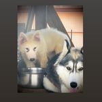 Cloeh & Cody🐶 - @cloeh_y_cody - Instagram