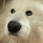 ☁️Cody The Cloud☁️ - @codythefluffcloud - Instagram