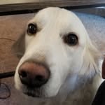 Cody & Clyde - @codyhumps - Instagram