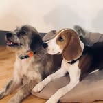@cody_and_clyde - Instagram