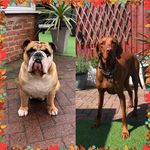 Cody and Arnie ❤️ - @arnie_cody_cousins_xx - Instagram