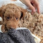 Cody the Curly Cockapoo 🐾 - @cody_curly_cockapoo - Instagram
