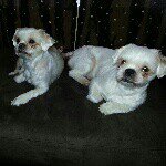 2 partners in crime ♥♡ - @diamond_cody - Instagram