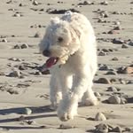 Cody Dooley - @cody_dooley_dogs_rock - Instagram